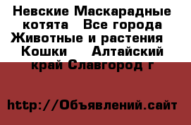 Невские Маскарадные котята - Все города Животные и растения » Кошки   . Алтайский край,Славгород г.